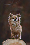 Chihuahua-Mongrel