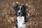 Border-Collie-Mongrel
