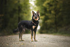 Shepherd-Mongrel