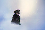 Shepherd-Mongrel