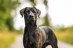 Rhodesian-Ridgeback-Labrador-Retriever