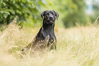Rhodesian-Ridgeback-Labrador-Retriever