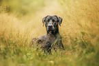 Rhodesian-Ridgeback-Labrador-Retriever