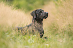 Rhodesian-Ridgeback-Labrador-Retriever