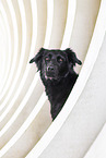 Flat-Coated-Retriever-Mongrel