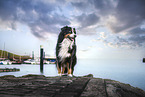 Australian-Shepherd-Bernese-Mountain-Dog