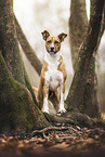 Staffordshire-Terrier-Mongrel