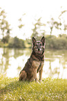 Malinois-Mongrel