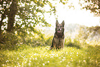 Malinois-Mongrel