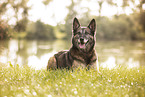 Malinois-Mongrel