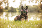 Malinois-Mongrel