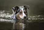 Australian-Shepherd-Border-Collie