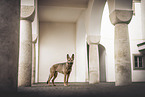 Malinois-Mongrel
