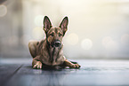 Malinois-Mongrel