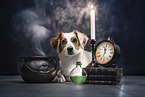 Jack-Russell-Beagle-Dachshund
