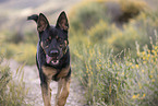 German-Shepherd-Mongrel