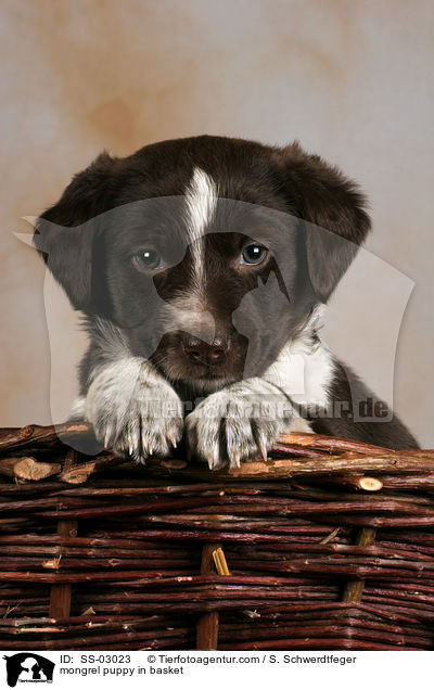 Mischling Welpe im Krbchen / mongrel puppy in basket / SS-03023