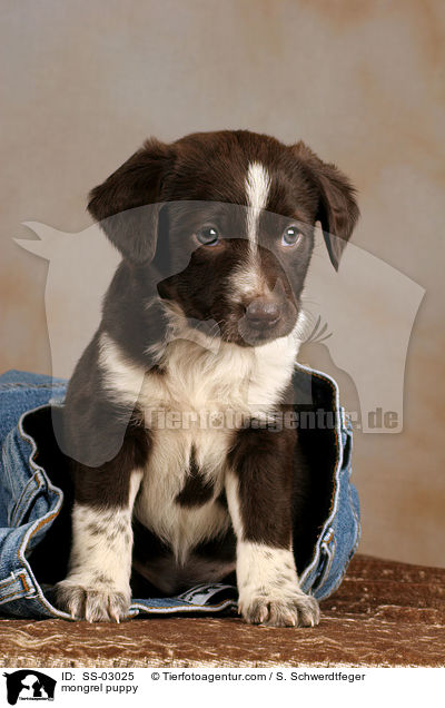 Mischling Welpe / mongrel puppy / SS-03025
