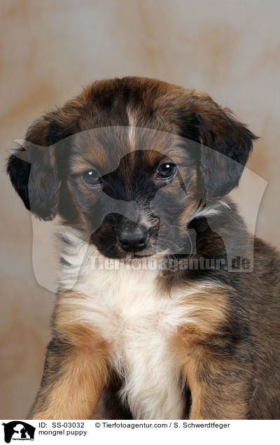 Mischling Welpe / mongrel puppy / SS-03032