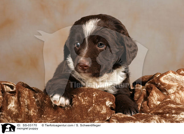 mongrel puppy / SS-03170