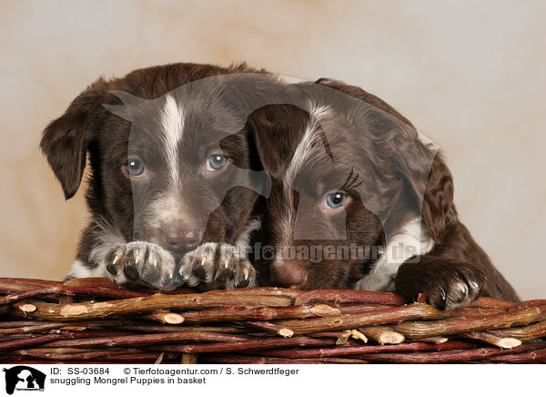 snuggling Mongrel Puppies in basket / SS-03684