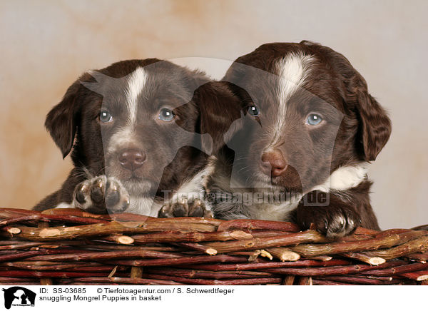 kuschelnde Mischling Welpen im Krbchen / snuggling Mongrel Puppies in basket / SS-03685