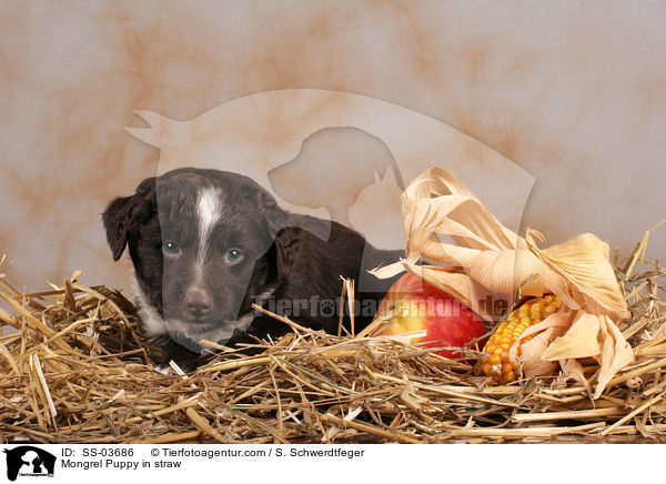Mischling Welpe im Stroh / Mongrel Puppy in straw / SS-03686