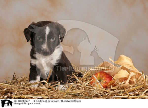 Mischling Welpe im Stroh / Mongrel Puppy in straw / SS-03687