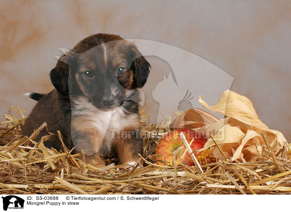 Mischling Welpe im Stroh / Mongrel Puppy in straw / SS-03688