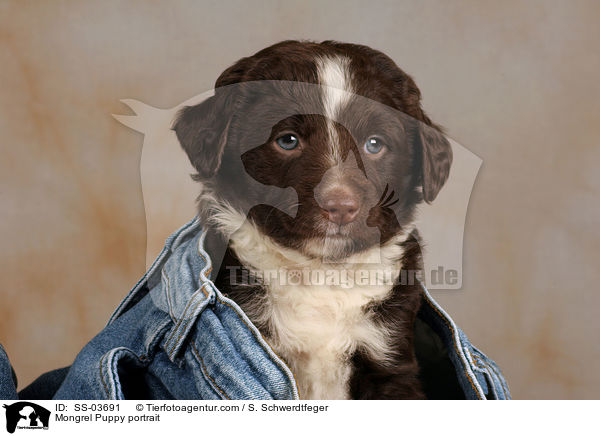 Mischling Welpe Portrait / Mongrel Puppy portrait / SS-03691