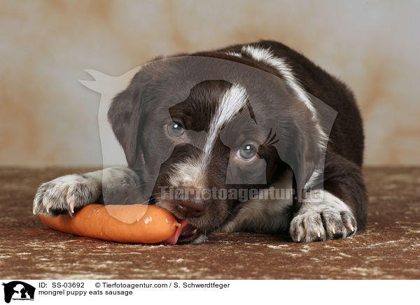 mongrel puppy eats sausage / SS-03692