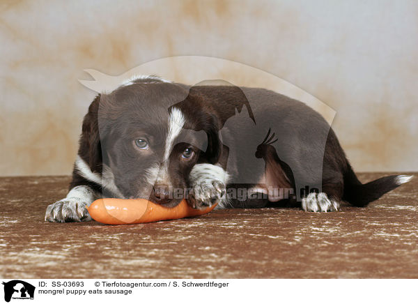 Mischling Welpe knabbert an Wurst / mongrel puppy eats sausage / SS-03693