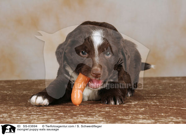 Mischling Welpe knabbert an Wurst / mongrel puppy eats sausage / SS-03694