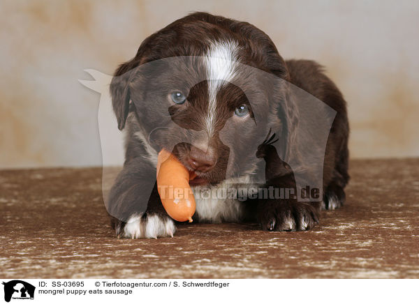 mongrel puppy eats sausage / SS-03695
