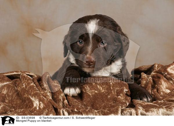 Mischlings Welpe auf Decke / Mongrel Puppy on blanket / SS-03698