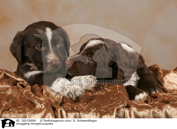 kuschelnde Mischlingswelpen / snuggling mongrel puppies / SS-03699