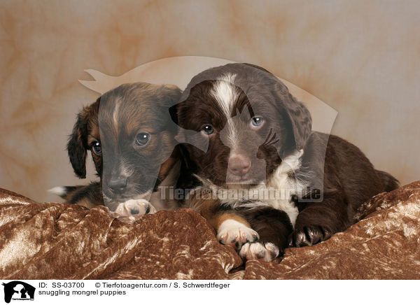 kuschelnde Mischlingswelpen / snuggling mongrel puppies / SS-03700