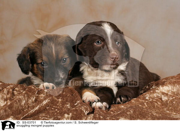 kuschelnde Mischlingswelpen / snuggling mongrel puppies / SS-03701