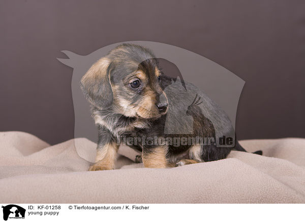 young puppy / KF-01258