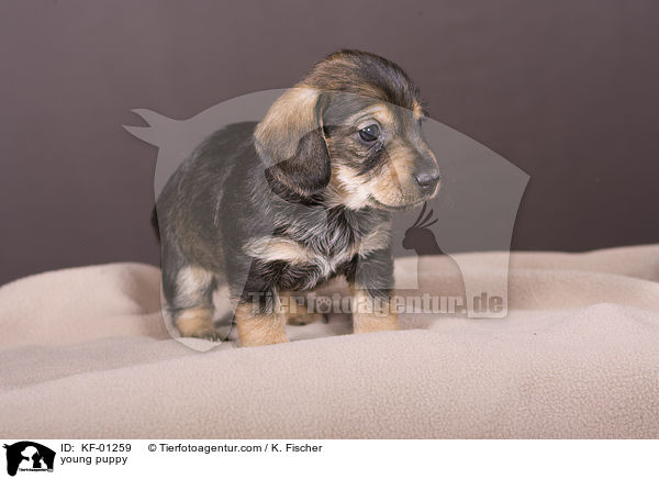 junger Welpe / young puppy / KF-01259