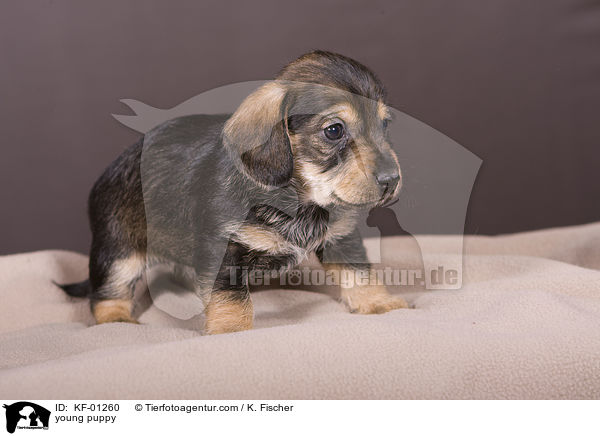 junger Welpe / young puppy / KF-01260
