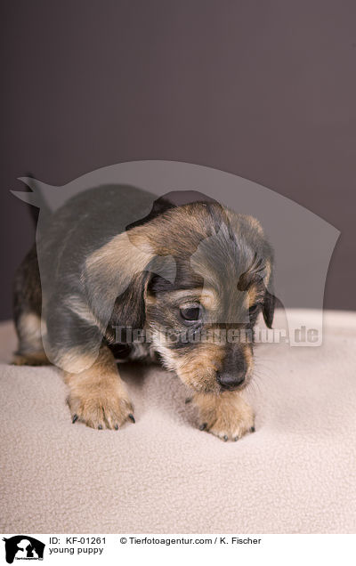junger Welpe / young puppy / KF-01261