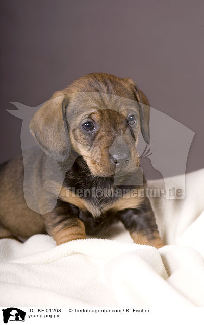 junger Welpe / young puppy / KF-01268