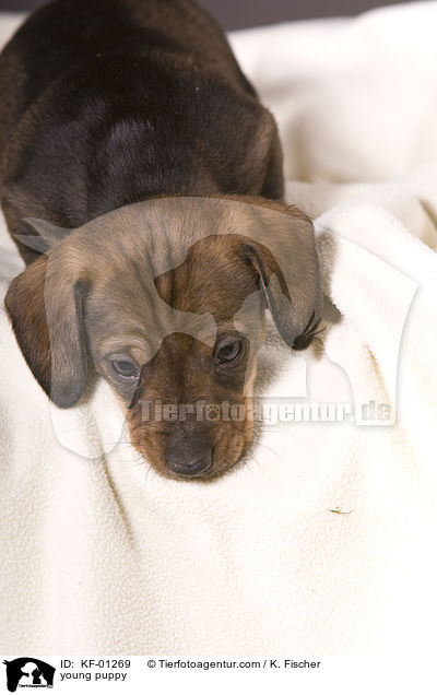 junger Welpe / young puppy / KF-01269