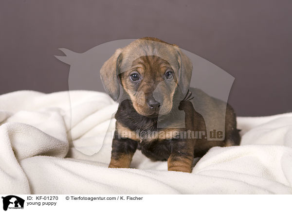 junger Welpe / young puppy / KF-01270