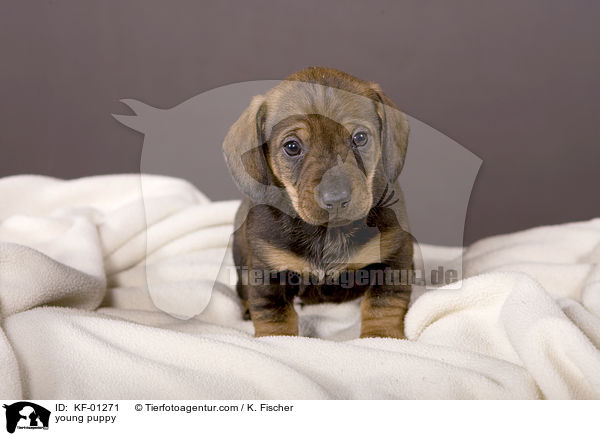 junger Welpe / young puppy / KF-01271