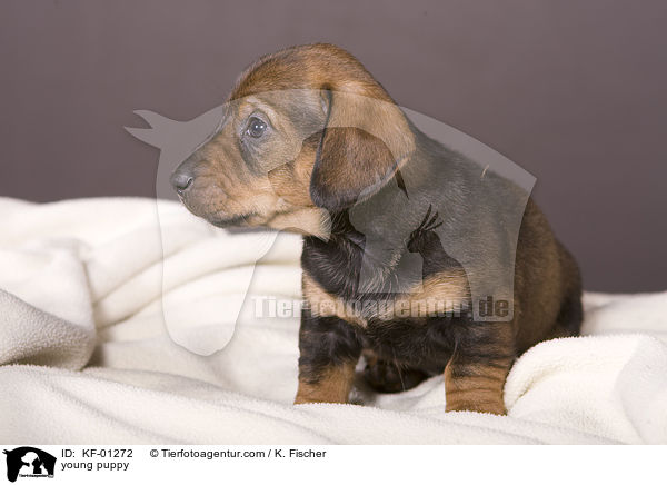 junger Welpe / young puppy / KF-01272