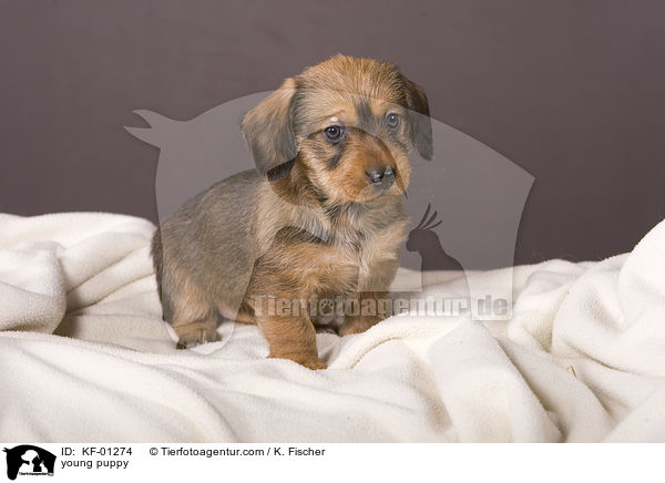 junger Welpe / young puppy / KF-01274