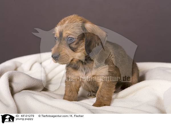 junger Welpe / young puppy / KF-01279