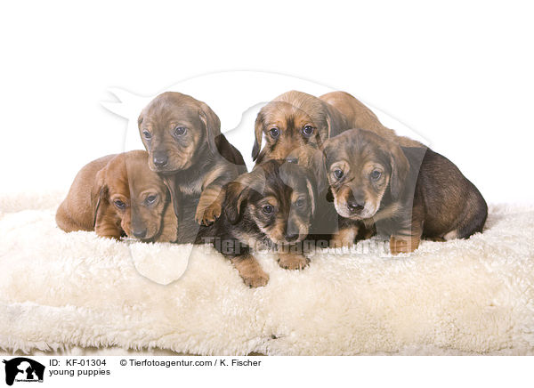 junge Welpen / young puppies / KF-01304